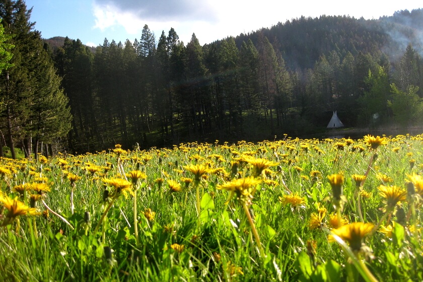 The Dandelion Effect Podcast: Spreading the Seeds of Empowerment