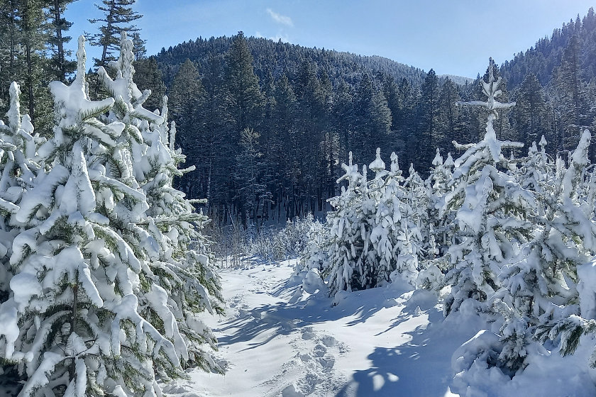 Home Ground: Seeing the Forest from the Trees - Feathered Pipe Foundation