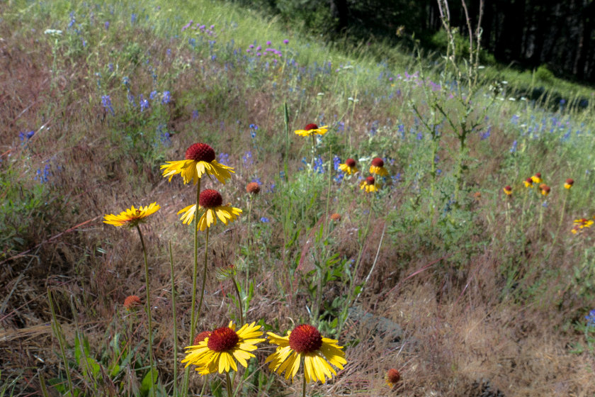Nourishing the Human & Earth Body - Feathered Pipe Foundation